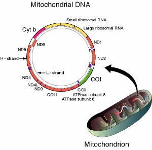 Mitochondrial DNA